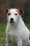 PARSON RUSSEL TERRIER 276